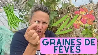 R&eacute;coltez vos graines de f&egrave;ves! - capsule horticole