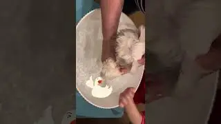 Sprinkle's Hilarious Bath Time Protest | Puppy Bathing 🛁🐾