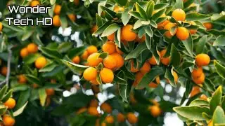Incredible Orange Growing, Harvesting and Processing Process - Orange Farm - Modern Agriculture
