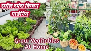 8Vegitables To Grow At Home|Small Space Kitchen Gardening|वाग्टैब्लिस टू ग्रूव एट होम