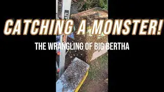 Catching a Monster! The Bee Wrangling of Big Bertha - Pt 1