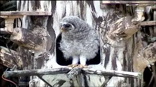 OwlWatch (branching cam)