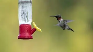 New Hummingbird Vignettes 33