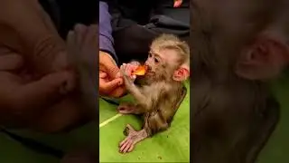 Life of Baboons: The Lonely Baby Monkey Was Tired, Hungry, Cold, And Had To Seek Food From Humans