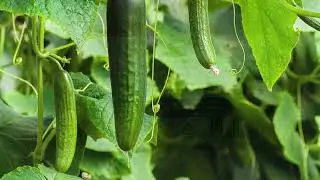 Gurka &auml;r som Grillkorv - Mr Gurkman