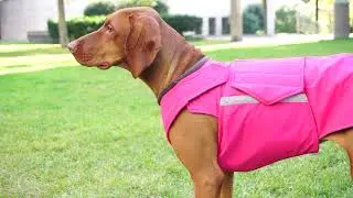 Playful Vizslas in Pepper Petwear Waterproof Coats | Freedom, Comfort & Style!