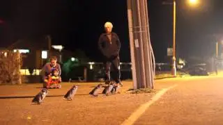 BLUE PENGUINS IN OAMARU