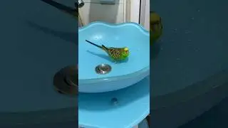 #bird #wildlife #birdtrap #diy #animals #quick #foryou #naturelovers #tapping #birdwatching