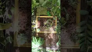 Stop Motion with Plants