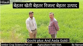Gochi plus Asda Gold का कमाल बेहतर रिजल्ट बेहतर फसल के साथ खुशहाल किसान Amber Crop Science Pvt Ltd