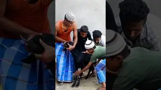 Bakhri Kurbani #kurbani #bakhri #shorts