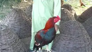 Pakistani Asil
