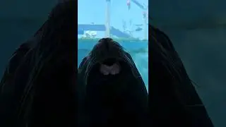 Elephant Seal 🦭 licking the glass Strange Animal Behavior 😆 🤣