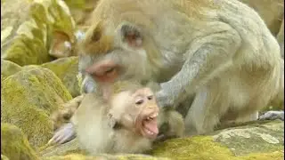 SCREAMING LOUDLY POOR BABY MONKEY | JANE MONKEY ANGRY KINAPPER BITE BABY QUITNON | WUHAN MONKEY