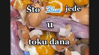 &Scaron;to Blue jede u toku dana? - part 1 🐶