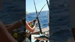 IKAN LEMEDANG SI BANTOL #shorts #shortvideo