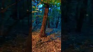 Парк Фили #shortvideо #moscow #вечер #парк #природа #осень2023 #фили #москва