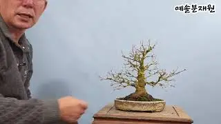 Bonsai Management Lesson 635: Roots and Roots
