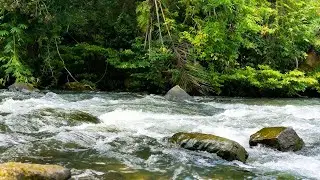 TRANQUIL RIVER SOUNDS FOR DEEP SLEEP, NATURE ASMR RELAXATION LIVE