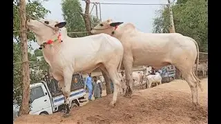 Domail Mandi || Fatehjang (Part01) 06/08/2021 || Dhani bulls