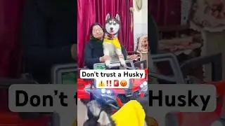 My Dog is not Loyal🚨😡 #shorts #dog #husky #trendingsongs