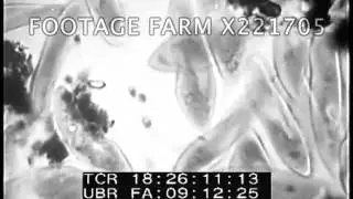 Tiny Water Animals - 221705-03X | Footage Farm