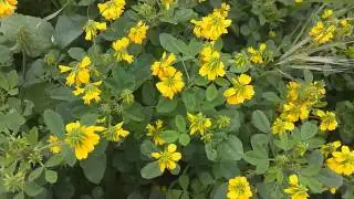 Huawei Honor 2 1080p video sample