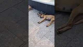 Sunday naps be like #dogs #dognap  #puppies #goa