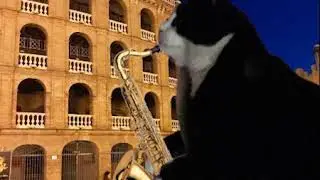 My cat playing saxophone