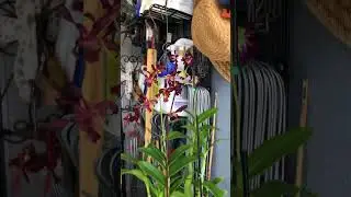 orchids and hoyas