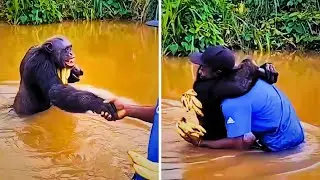 Alpha Chimp Greets Man Like an Old Friend!