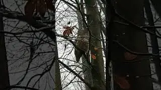 Unbelievable Sighting: Check Out This Rare Daytime Owl!