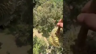 Durian fruit picking techniques #farming #shorts #fruits