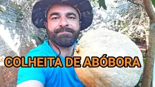 QUAL O MOMENTO CERTO DE COLHER ABÓBORA?? | ASSISTA O VÍDEO!!