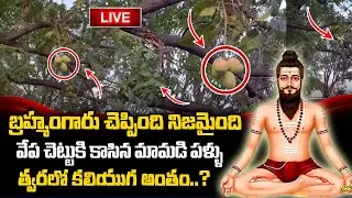 Mystery of Mangoes Growing on Neem Tree | వేప చెట్టుకు మామిడి పండ్లు.. | Mangoes in Neem Tree