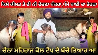 ਕਿਸੇ ਕੀਮਤ ਤੇ ਨੀ ਵੇਚਦਾ ਦੁੱਲੇ ਨੂੰ,ਬਾਈ ਪੰਮਾ ਸੈਦੋਕੇ ਦਾ ਤੋਹਫ਼ਾ ਦਿੱਤਾ। ਇਸ ਵਾਰ ਬਹੁਤ ਘੈਂਟ ਬੱਚੇ ਆਏ ਆ ਚੈਨੇ ਕੋਲ