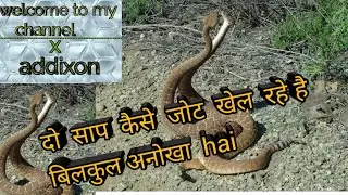 x addixon,ek साथ दो साप कैसे मस्ती कर रहे है