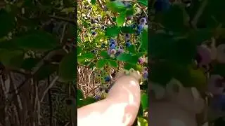 🫐 FASTEST BLUEBERRY PICKER I KNOW 🤪 #upick #blueberryfarm #blueberry #berries #picking