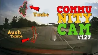 Wildunfall & Auto auf dem DACH | Community Cam Folge 127