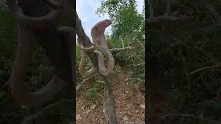 Indian Spectacle Cobra #youtubeshorts #shortsvideo #trending
