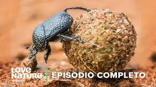 Escarabajos Dung: Reciclador de la Naturaleza + Conociendo a Las Suricatas