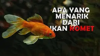 Apa yang menarik dari ikan komet