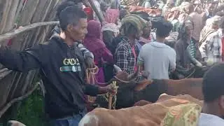 የበሬ ዋጋ  ቀነሰ የጁሙአ ገባያ በሀይቅ