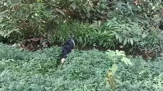 Ida ao Rio teles Pires parte 5