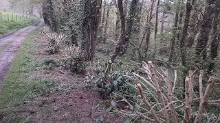 Windbreak camellias and how to move them