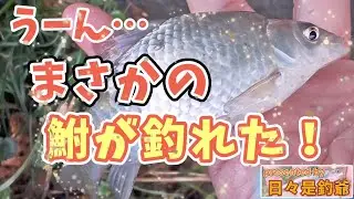 なるほど❗鮒が釣れるわけね…ヌマムツ Day だけど…