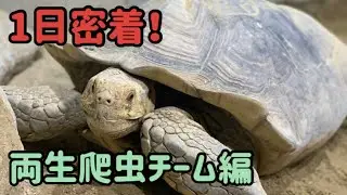 【1日密着④】飼育員のお仕事をまるごとお見せします！「両生爬虫チーム編」