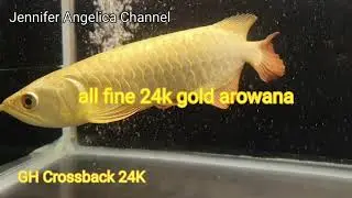 Arowana crossback 24K goldhead premium 24K fine gold
