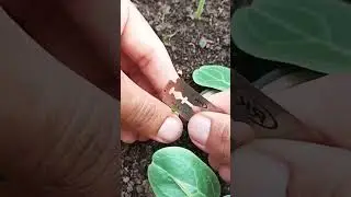 Simple way of nurturing plant 🌱 #farming #gardening #shorts #viral