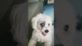 My stress reliever mix breed small dog name Popeye.